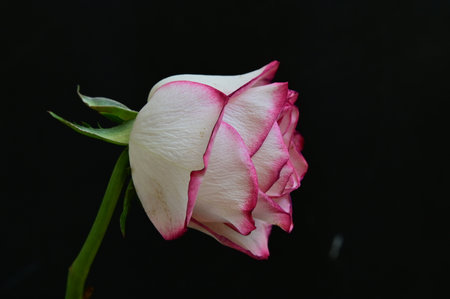 Beautiful white and pink rose on a black background, close upの写真素材