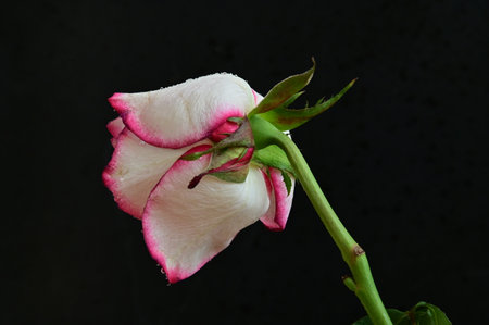 White and pink rose on a black background close-up macro photographyの写真素材