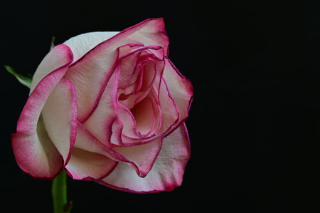 Pink and white rose on a black background. Close-up.の写真素材