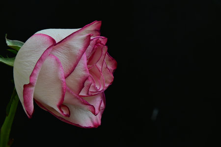 white rose on black background with space for text, valentine's dayの写真素材