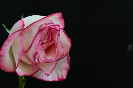 pink and white rose on black background with copy space for textの写真素材