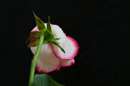 Pink and white rose with water droplets on a black background.の写真素材