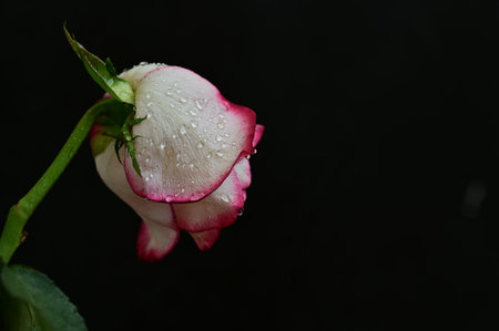 Pink and white rose with water droplets on petals on black backgroundの写真素材