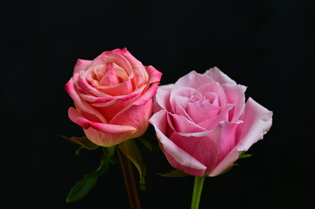 pink and white roses on black background, closeup of photoの写真素材