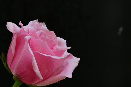 pink rose on black background with copyspace for your textの写真素材