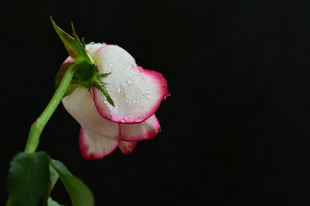 White and pink rose with water droplets on a black background.の写真素材