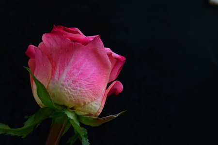 Beautiful pink rose on black background, closeup of photo.の写真素材