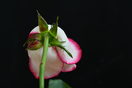 White and red rose on black background. Shallow depth of field.の写真素材