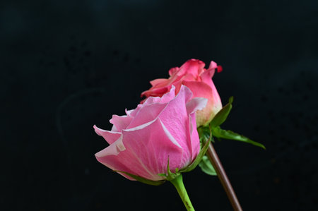 Beautiful pink rose on black background, closeup. Space for textの写真素材