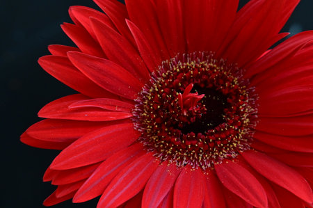 Red gerbera flower isolated on black background. Close up.の写真素材