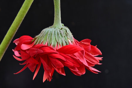 red gerbera flower isolated on black background close up macro photographyの写真素材