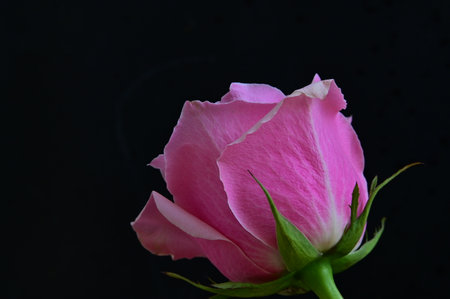 Pink rose on a black background, close-up, selective focusの写真素材