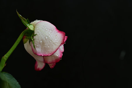 pink and white rose on a black background with water dropletsの写真素材