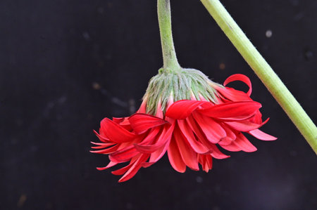 Red gerbera flower on black background, closeup of photoの写真素材