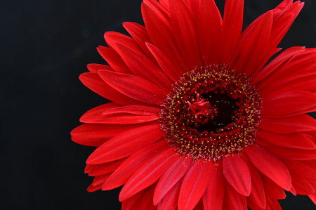 Red gerbera flower isolated on black background, close-upの写真素材
