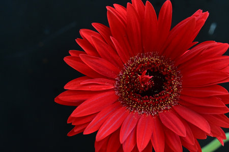 Red gerbera flower isolated on black background. Close up.の写真素材