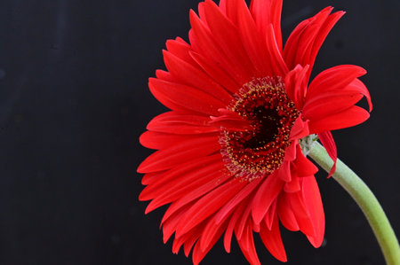 Red gerbera flower isolated on black background. Closeup.の写真素材