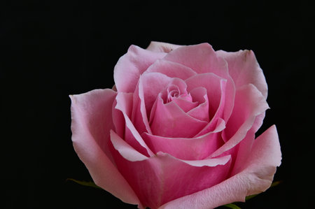 Pink rose on black background. Close-up. Studio photography.の写真素材