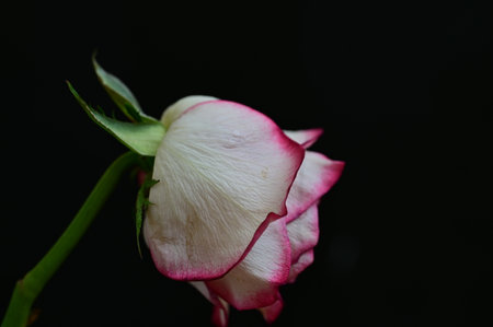 Beautiful white and pink rose on a black background, close upの写真素材
