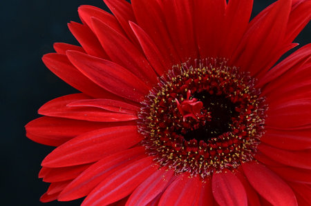 Red gerbera flower isolated on black background. Close up.の写真素材