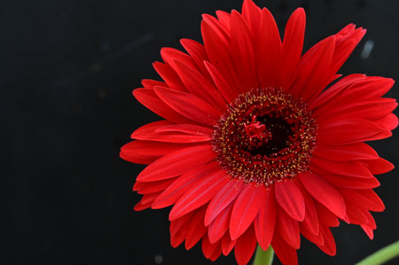 red gerbera flower on black background, closeup of photoの写真素材
