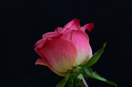 Pink rose on a black background, close-up, selective focusの写真素材