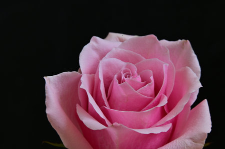 Pink rose on a black background, close-up, soft focusの写真素材