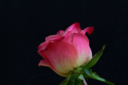 Pink rose on a black background, close-up, selective focusの写真素材