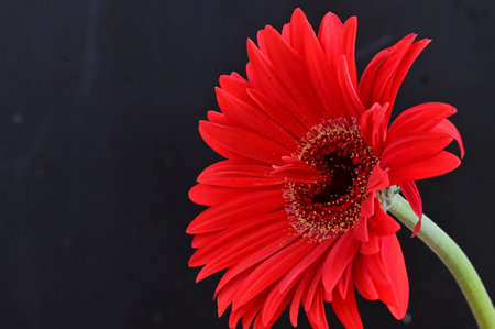 Red gerbera flower isolated on black background with copy space.の写真素材