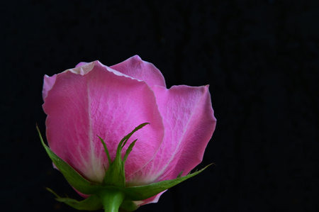 pink rose on black background with copy space for text or designの写真素材
