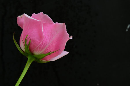 pink rose on black background with space for text, valentineの写真素材
