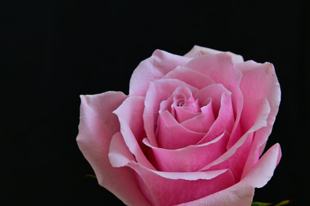 pink rose on black background, close up of pink rose flowerの写真素材