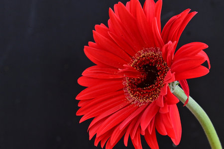 Red gerbera flower on black background with copy space for textの写真素材