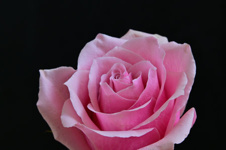 Pink rose on black background, closeup of a beautiful pink roseの写真素材