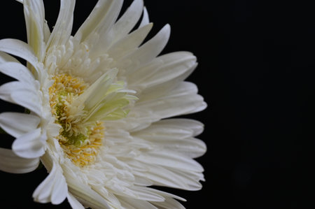 White gerbera flower on black background, close up, macroの写真素材