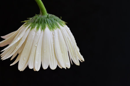 white gerbera flower with water drops isolated on black background.の写真素材