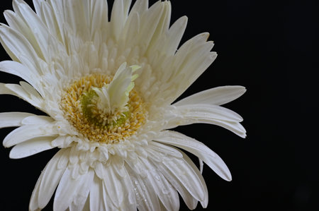 White gerbera flower on black background, closeup of photoの写真素材