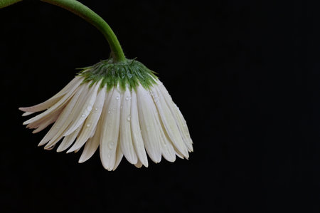 white gerbera flower on black background with water droplets on petalsの写真素材