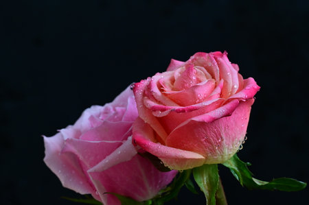 Beautiful pink rose with water drops on a black background close upの写真素材