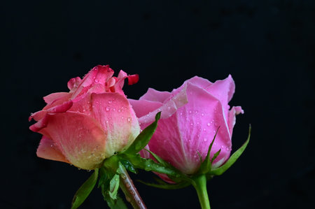 beautiful pink rose with water drops on a black background. macroの写真素材