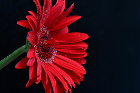 Red gerbera flower isolated on black background. Close up.の写真素材
