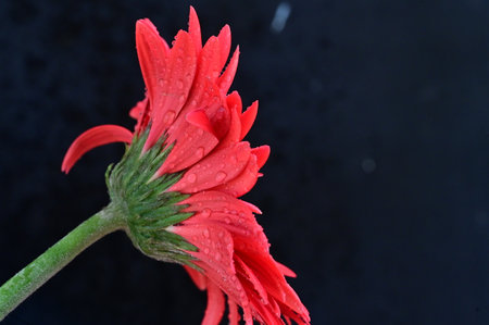 Red gerbera flower with water drops isolated on black background.の写真素材