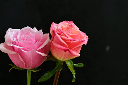 pink and white roses on black background, closeup of photoの写真素材