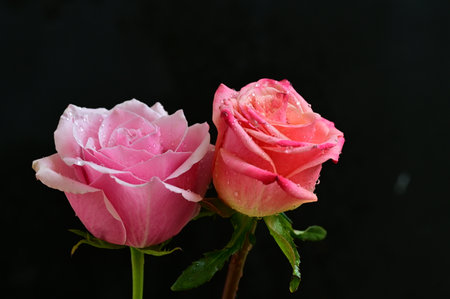 Beautiful pink and white roses on black background, close-upの写真素材