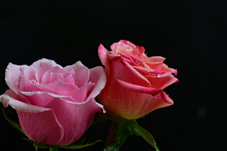 pink and white rose on black background, closeup of photoの写真素材