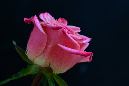 Beautiful pink rose with water drops on black background, closeupの写真素材