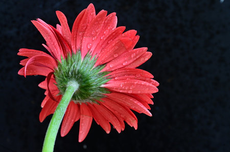 Red gerbera flower with drops of water on a black backgroundの写真素材
