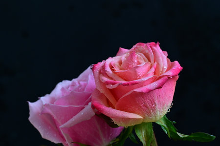 Pink rose with water drops on black background. Shallow depth of field.の写真素材