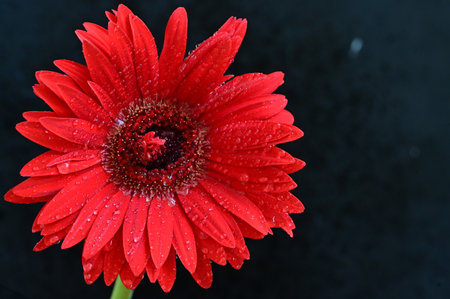 Red gerbera flower with water drops on a black background.の写真素材