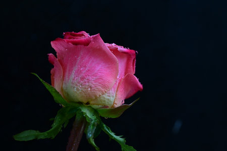 pink rose on a black background with water droplets, close upの写真素材